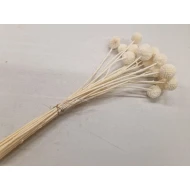 CRASPEDIA  GEBLEEKT 20ST