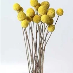 CRASPEDIA NATUREL 1/2 BOPP/kraft hobbyverpakking