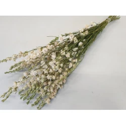 DELPHINIUM WHITE NATURAL 1/2 BOPP/kraft Small packaging