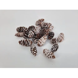 DOUGLASI WHITE WASH +/-100GR