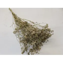 DILL FLOWERS WHITE NATURAL BOPP/kraft Small packaging