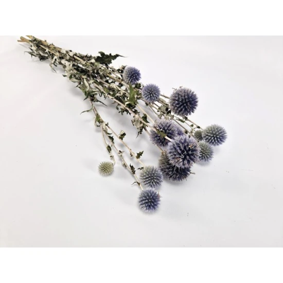 ECHINOPS NATUREL 1/2 BOPP/kraft