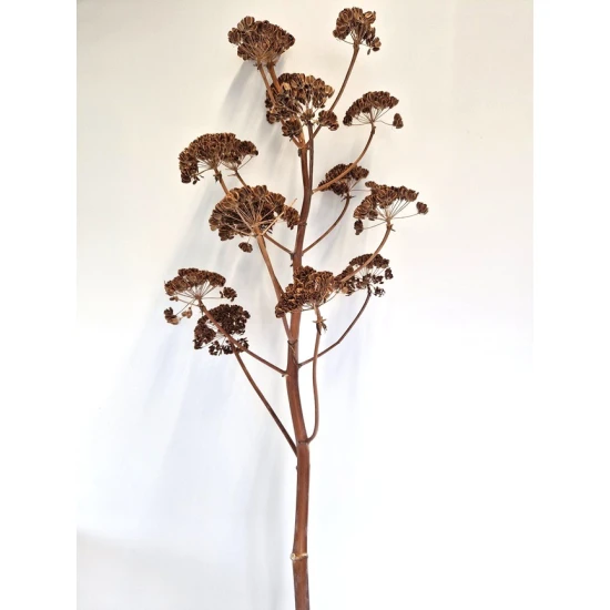 BRANCHE ANGELICA NATUREL +/-200CM 5PCS