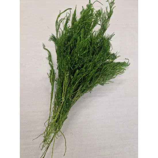 ERICA MOSS LONG PRESERVED GREEN WHITE +/-100GR