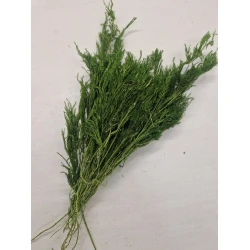 ERICA MOSS LONG PRESERVED GREEN +/-50GR BOPP/kraft Small packaging