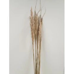 ERYANTHUS NATUREL 1PC