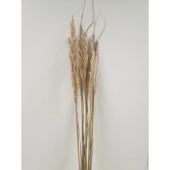 ERYANTHUS NATUREL 1PC