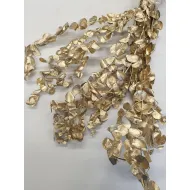 EUCALYPTUS CYNEREAS GOLD +/-150GR BOPP/kraft Small packaging