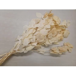 EUCALYPTUS CYNEREAS BLEACHED +/-150GR BOPP/kraft Small packaging