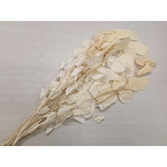 EUCALYPTUS CYNEREAS BLANCHI +/-75GR BOPP/kraft emballage hobby