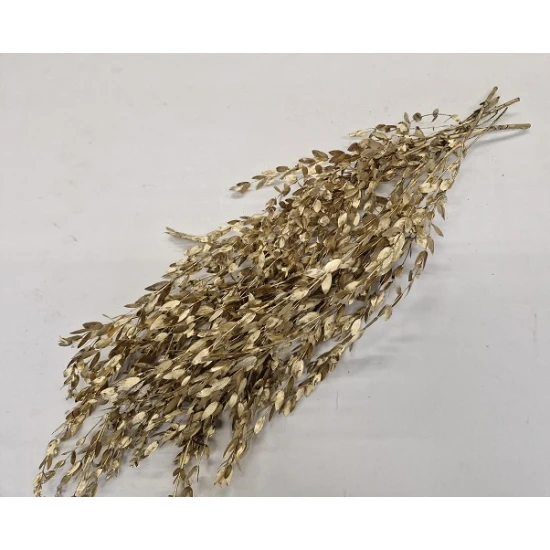 EUCALYPTUS PARVIFOLIA PRESERVED GOLD +/-150GR