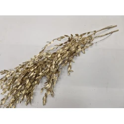 EUCALYPTUS PARVIFOLIA PRESERVED GOLD +/-75GR BOPP/kraft Small packaging