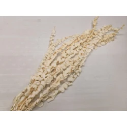 EUCALYPTUS SPIRALUS STABILISE  BLANCHI 10PCS