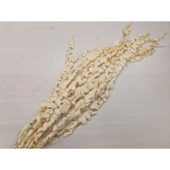 EUCALYPTUS SPIRALUS STABILISE  BLANCHI 10PCS