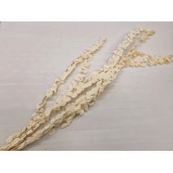 EUCALYPTUS SPIRALUS PRESERVED BLEACHED 5PCS BOPP/kraft Small packaging