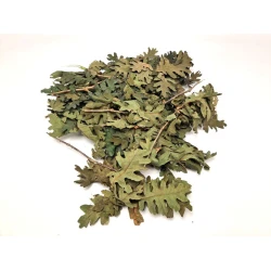 Feuilles de chêne vert +/-200gr