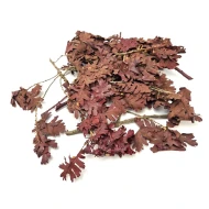 Oak leaves (preserved) red +/-200gr