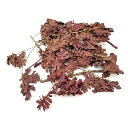 Feuilles de chêne rouge +/-200gr