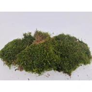 GECONSERVEERD MOS GROEN +/-75GR - 1STE KEUS
