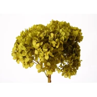 PRESERVED HYDRANGEA (HYDRANGEA) BASIL +/-15CM