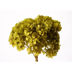 HORTENSIA STABILISE (HYDRANGEA) BASIL +/-15CM