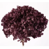 HORTENSIA STABILISE (HYDRANGEA) PURPLE ORCHID +/-15CM