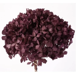 HORTENSIA STABILISE (HYDRANGEA) PURPLE ORCHID +/-15CM