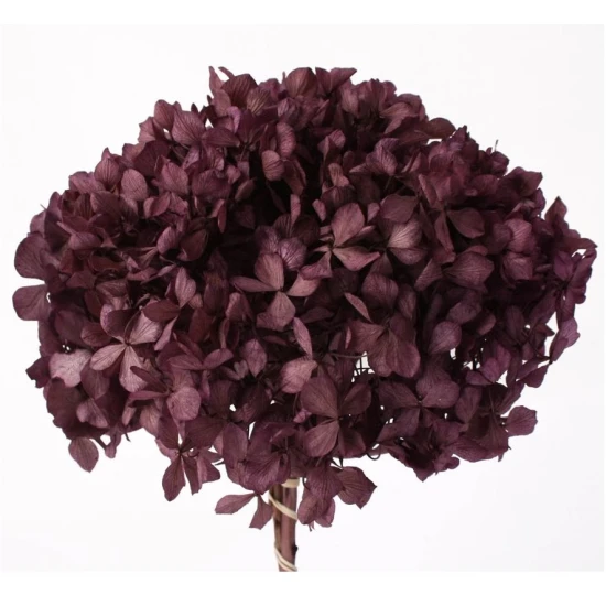 PRESERVED HYDRANGEA (HYDRANGEA) PURPLE ORCHID +/-15CM