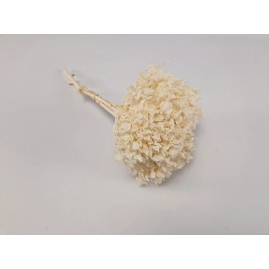 PRESERVED HYDRANGEA (HYDRANGEA) WHITE +/-15CM