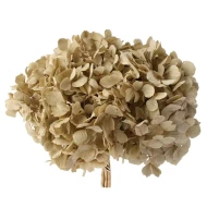 PRESERVED HYDRANGEA (HYDRANGEA) IVORY +/-15CM