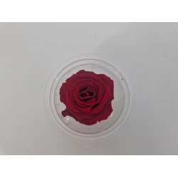 ROSE STABILISEE (MEDIUM OPEN) +/-4.5CM BORDEAUX 8PCS