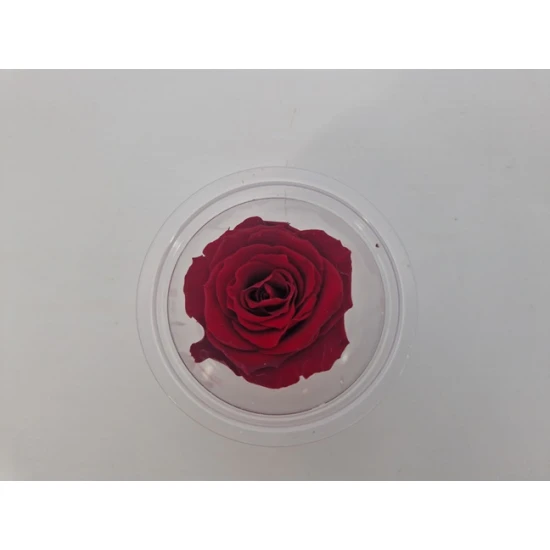 PRESERVED ROSE (MEDIUM OPEN) +/- 4.5CM BORDEAUX 8PCS