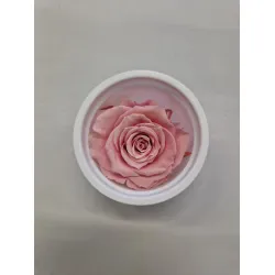 ROSE STABILISEE (MEDIUM OPEN) +/-4.5CM ROSE 8PCS