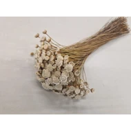 GLIXIA GIANT BLANC +/-100GR