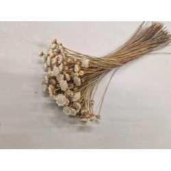 GLIXIA GIANT WHITE +/-50GR BOPP/kraft Small packaging