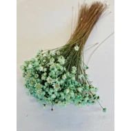 GLIXIA MUNT +/-50GR BOPP/kraft hobbyverpakking