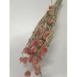 GOMPHRENA CORAL NATURAL 1/2 BOPP/kraft Small packaging