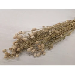 GOMPHRENA WHITE NATURAL 1/2 BOPP/kraft Small packaging