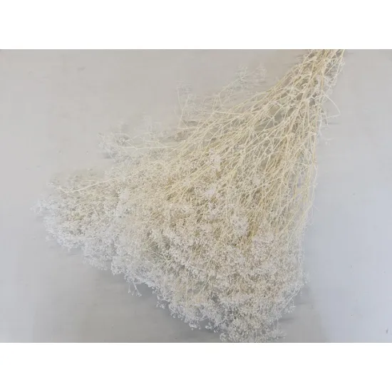 GYPSOPHILA MINI BLEACHED +/-100GR
