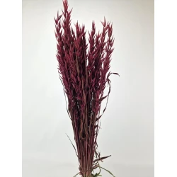 OAT BURGUNDY 1/2 BOPP/kraft Small packaging