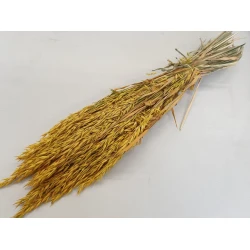 OAT YELLOW 1/2 BOPP/kraft Small packaging