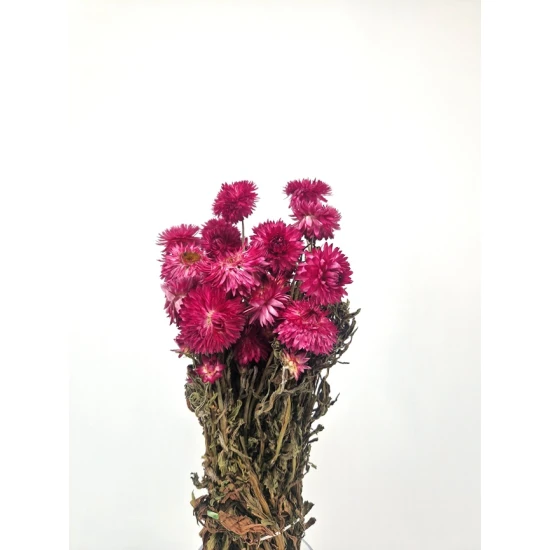 HELICHRYSUM GRANVIA LICHT ROZE BOPP/kraft hobbyverpakking