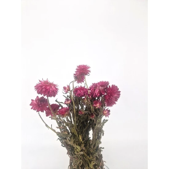 HELICHRYSUM GRANVIA LICHTROZE NATUREL 1/2 BOPP/kraft hobbyverpakking