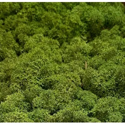 MOUSSE D'ISLANDE MEDIUM GREEN 5KG