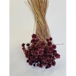 HILL FLOWER RASPBERRY+/-75GR BOPP/kraft Small packaging