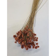 HILL FLOWER OLD PINK +/-75GR BOPP/kraft Small packaging