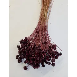 HILL FLOWER PRUNE +/-75GR BOPP/kraft Small packaging