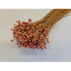 JASILDA ROSE +/-100GR