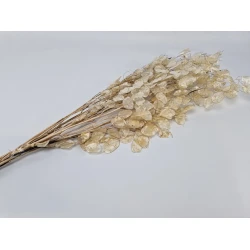 LUNARIA NATUREL +/-40GR