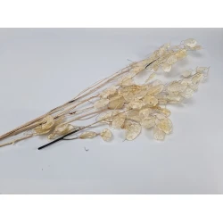 LUNARIA NATURAL PEALED 1/3 BOPP/kraft Small packaging